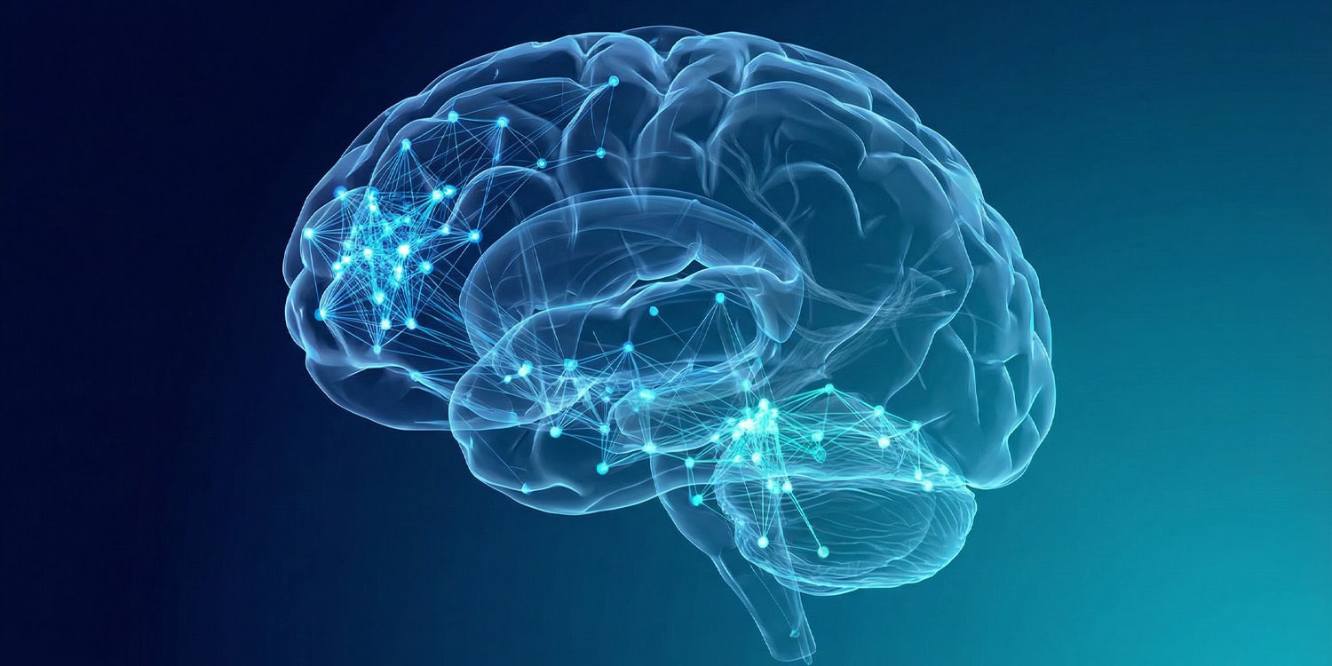 Alkohol rozbija mózg na wyspy. Nowe badania pokazują dlaczego