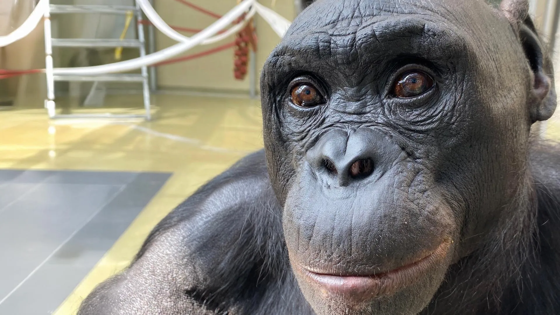 Bonobo udająca herbatkę zmienia naszą wiedzę o wyobraźni
